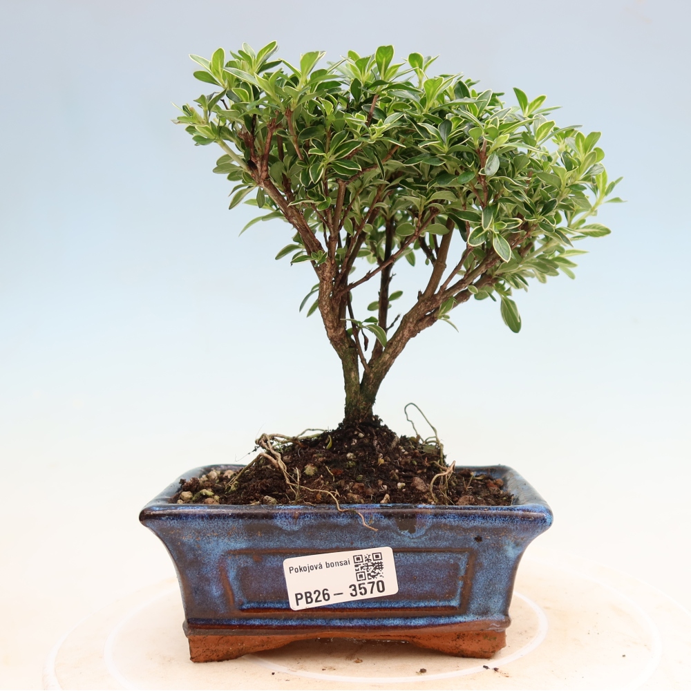 Kamerbonsai - Serissa foetida Variegata - Boom van duizend sterren