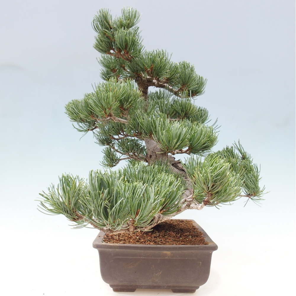 Bonsai voor buiten - Pinus parviflora - Pinus parviflora