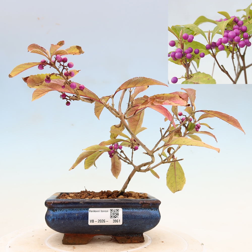 Bonsai voor buiten - Callicarpa bodinierova profusion