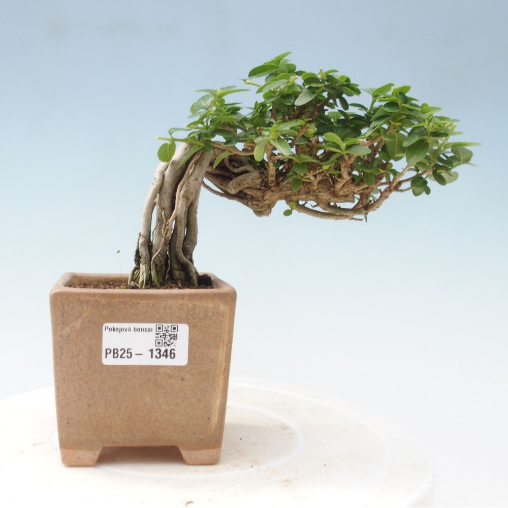Bonsai voor binnen - Premna serratifolia - Kozlovna malolista