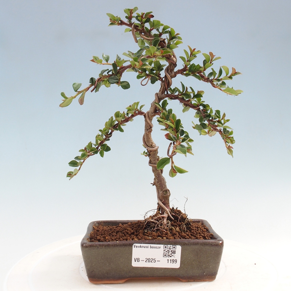 Bonsai-Cotoneaster horizontalis voor buiten - Rocky Mountain
