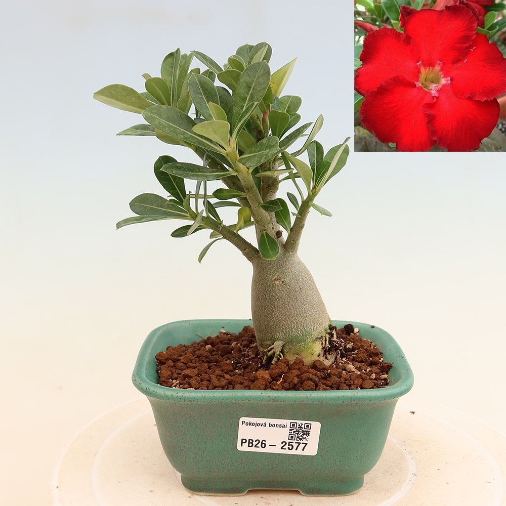 Kamerbonsai - Adenium obesum Red Star - Woestijnroos