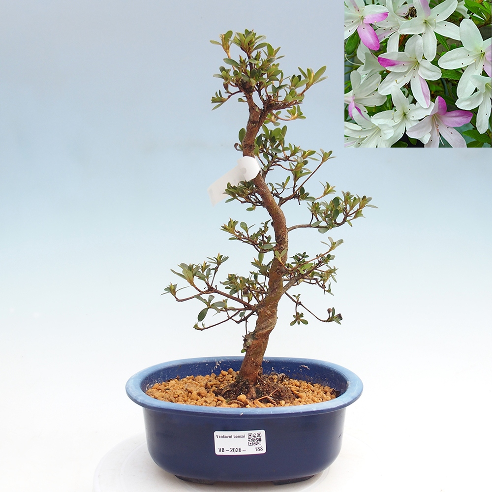 Bonsai voor buiten - Japanse Azalea - Azalea Yukigesho