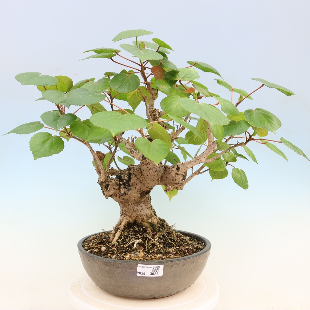 Bonsai voor binnen - Hibiscus tiliaceus - Zee Hibiscus