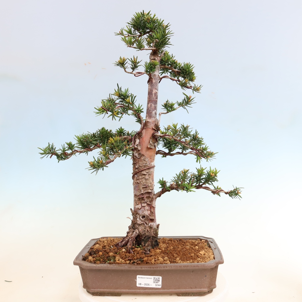 Bonsai voor buiten - Taxus cuspidata - Japanse Taxus