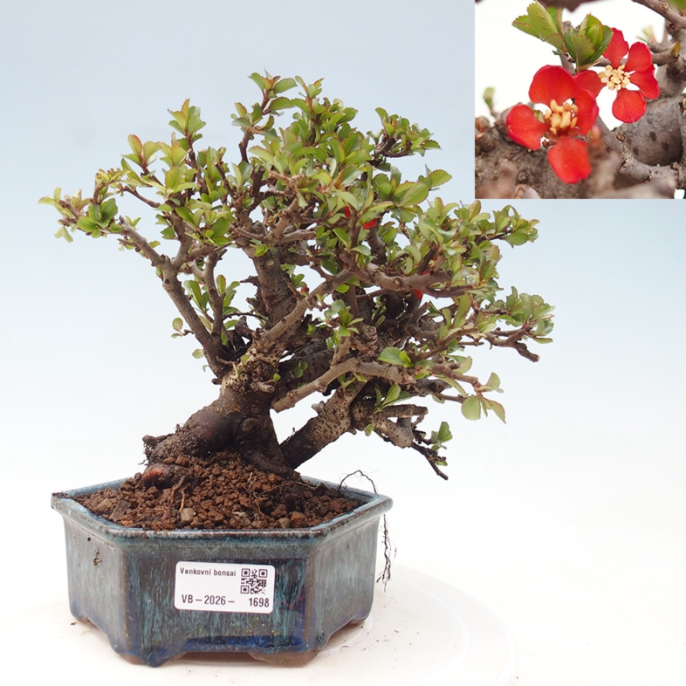 Bonsai voor buiten - Chaneomeles speciosa - Kweepeer