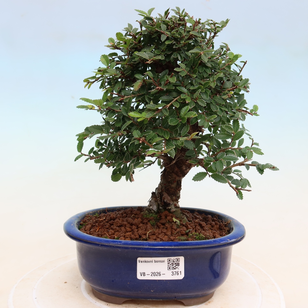 Bonsai voor buiten - Zelkova - Zelkova NIRE