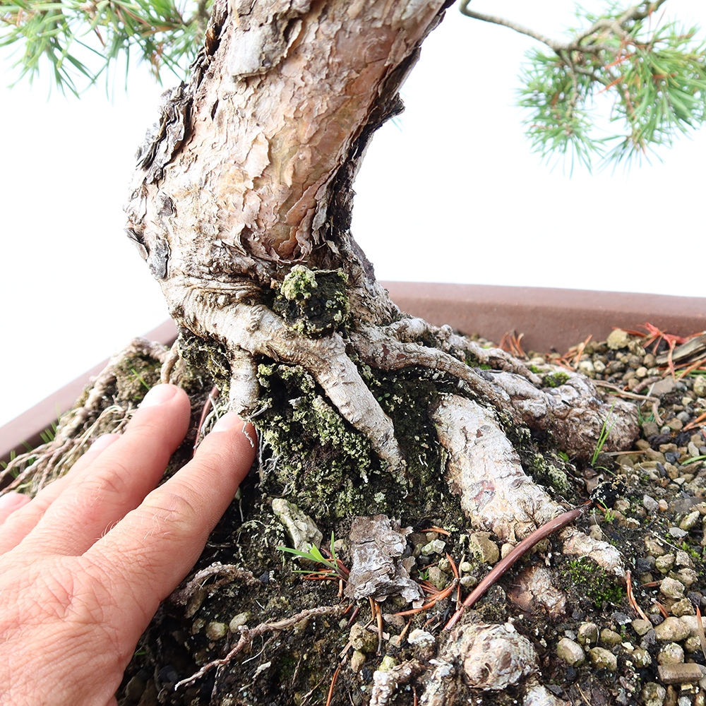 Pinus sylvestris Spanje - grove den