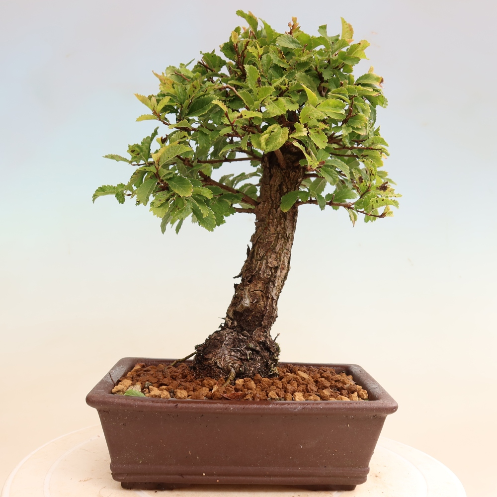 Bonsai voor buiten - Zelkova - Zelkova NIRE