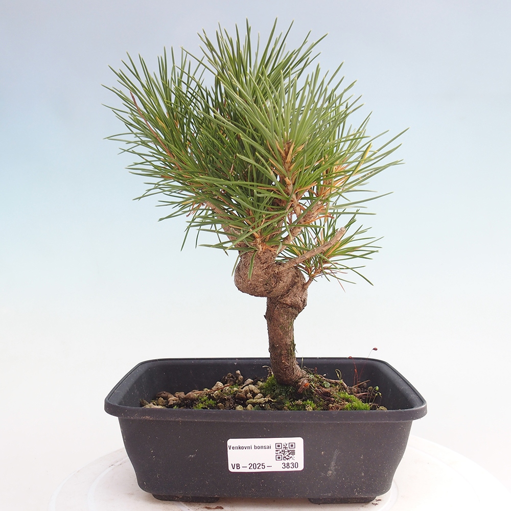 Bonsai voor buiten - Pinus thunbergii - Thunberg den