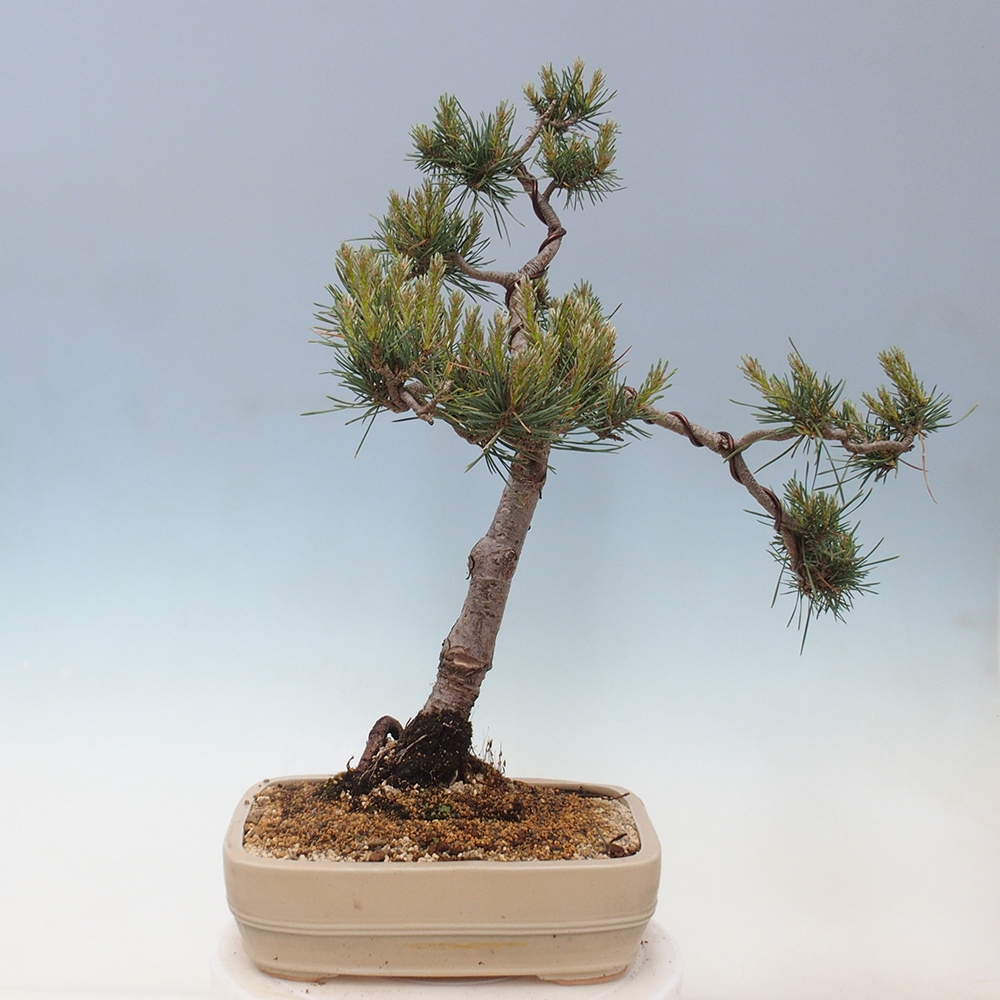 Bonsai voor buiten - Pinus Sylvestris Watererri - grove den