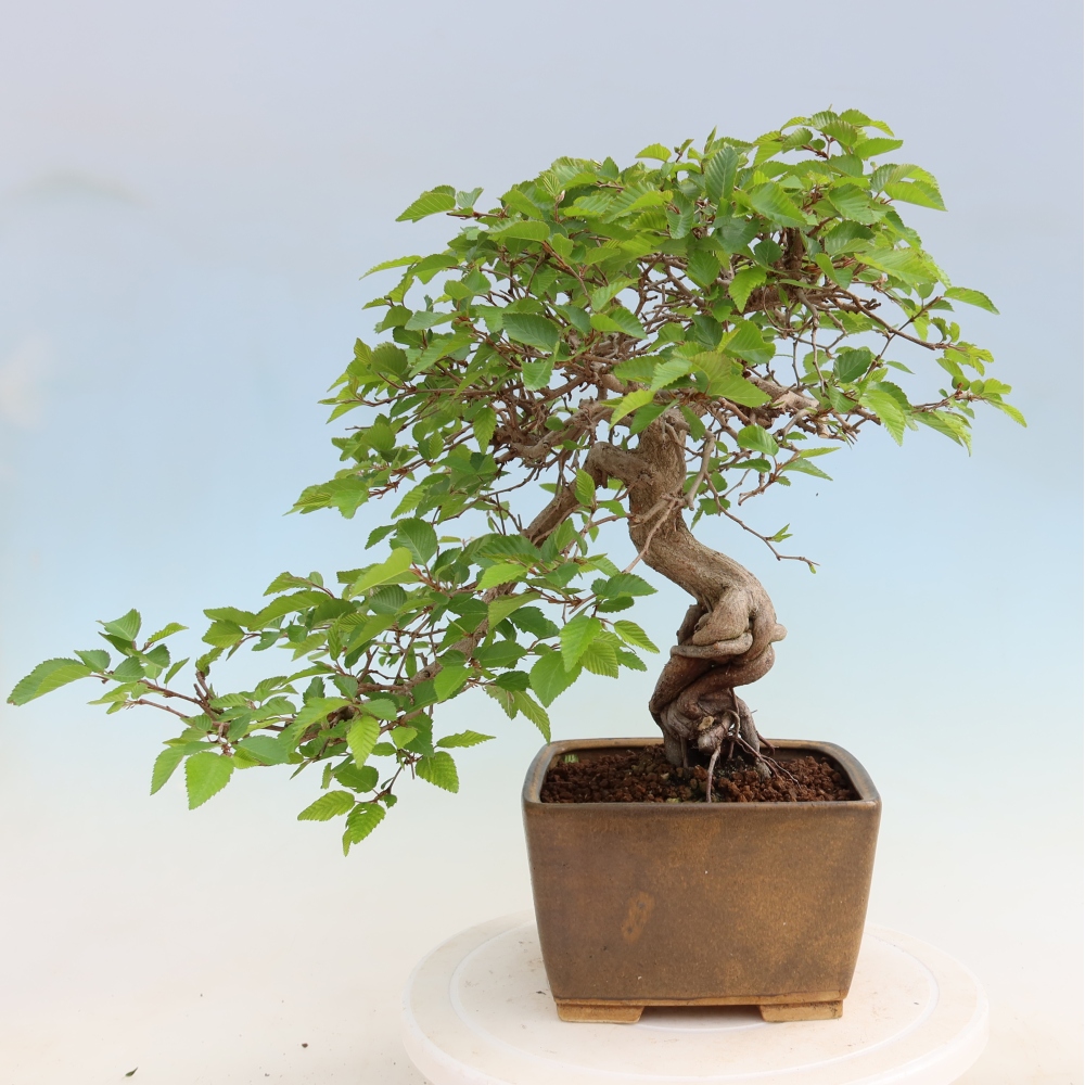 Bonsai voor buiten -Carpinus Coreana - Koreaanse haagbeuk