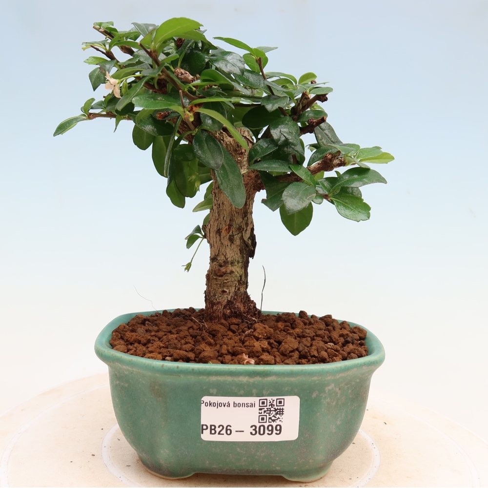 Kamerbonsai - Carmona macrophylla - Thee fuki