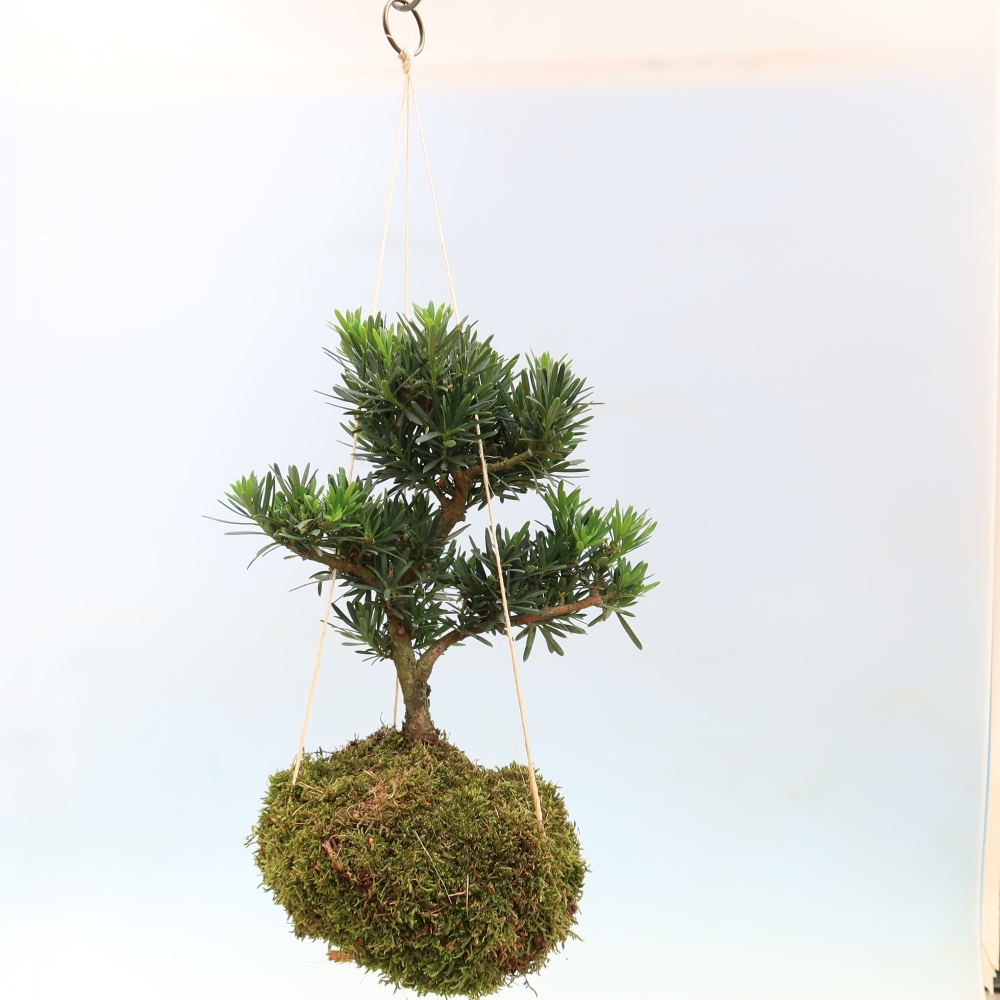 Kokedama in keramiek - Podocarpus - Steen-taxus