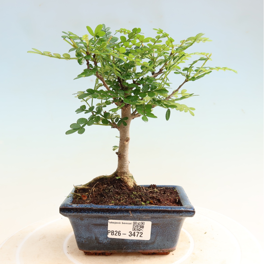 Kamerbonsai - Zantoxylum piperitum - peperboom