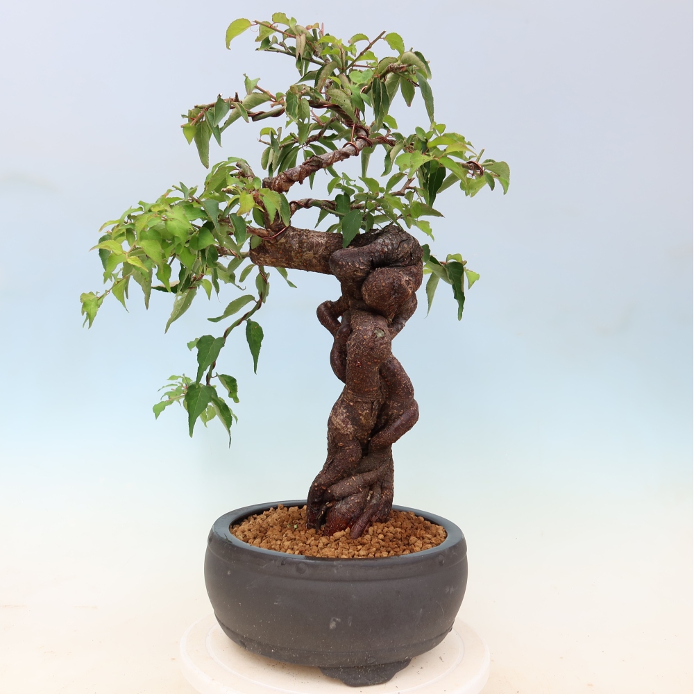 Bonsai voor buiten – Japanse abrikoos – Prunus Mume