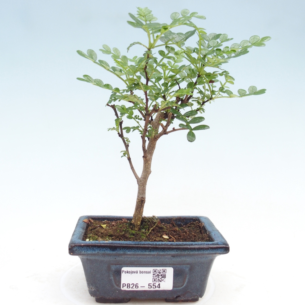 Kamerbonsai - Zantoxylum piperitum - peperboom