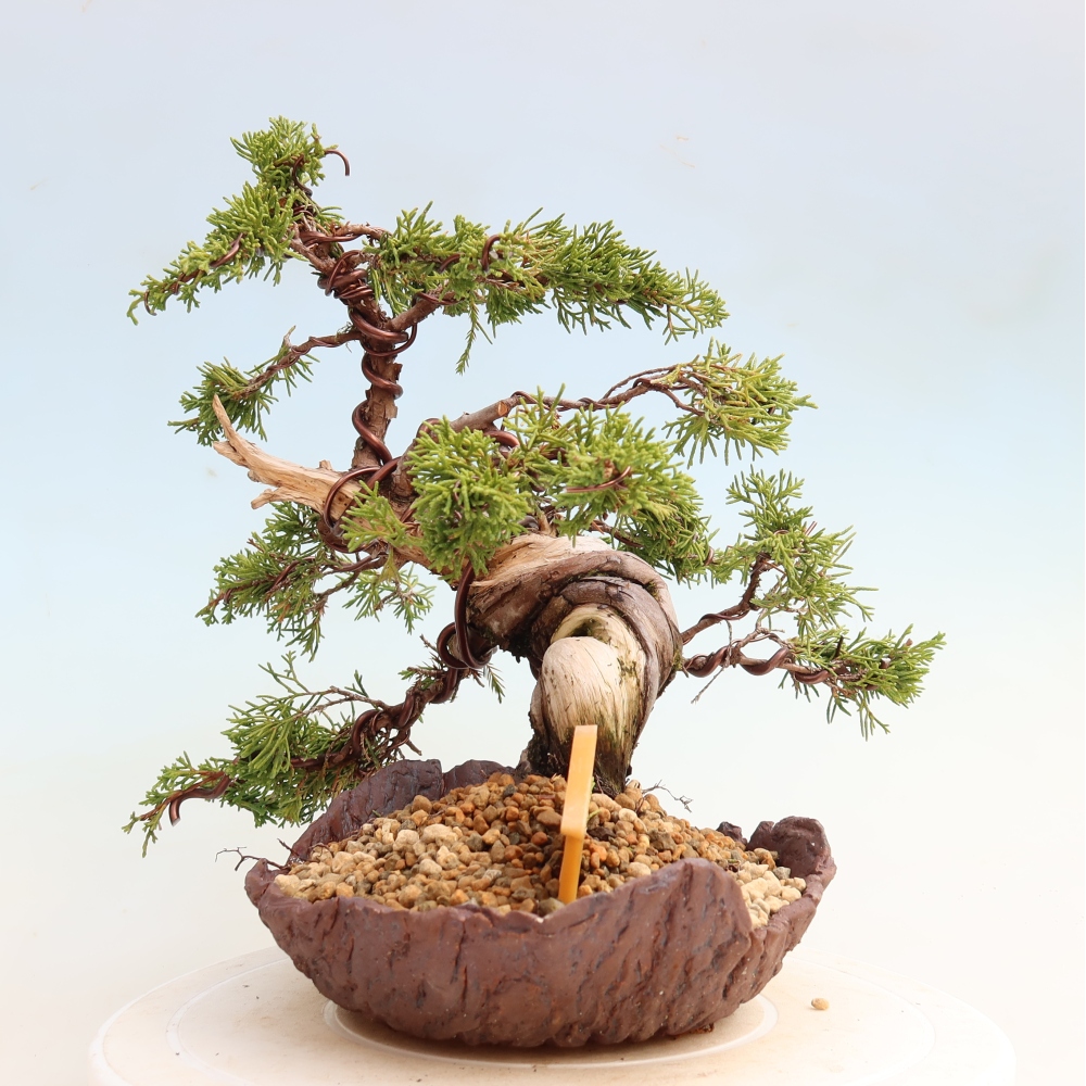 Bonsai voor buiten - Juniperus chinensis Itoigawa-Juniperus chinensis