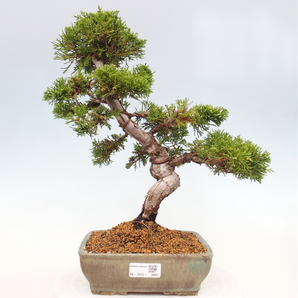 Bonsai voor buiten - Juniperus chinensis Itoigawa