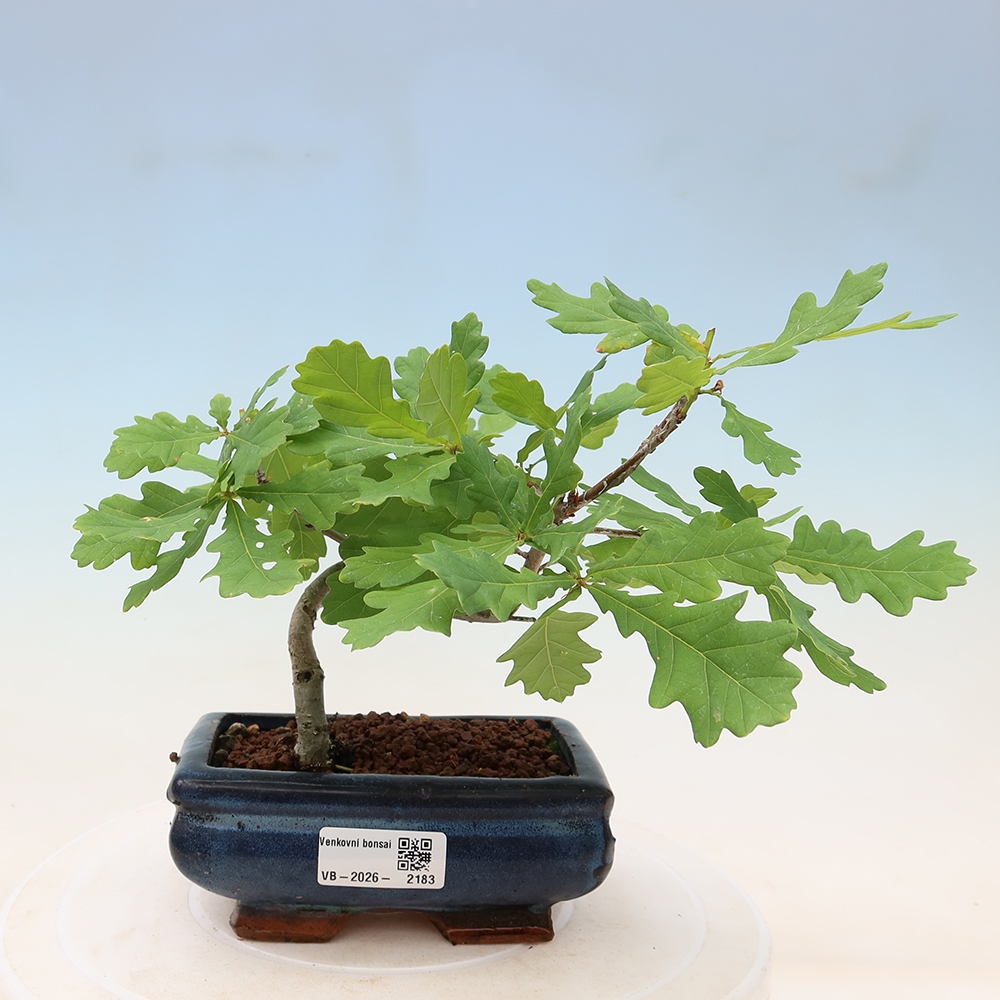 Buitenbonsai - Quercus robur - Zomereik