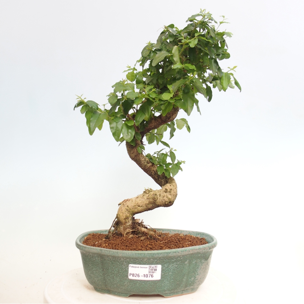 Kamerbonsai -Ligustrum chinensis - Vogelsnavel