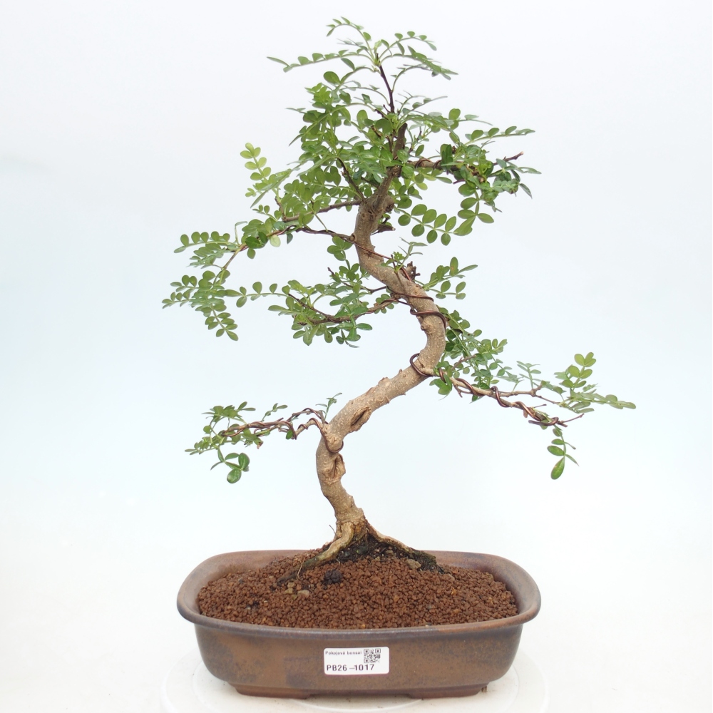 Kamerbonsai - Zantoxylum piperitum - peperboom