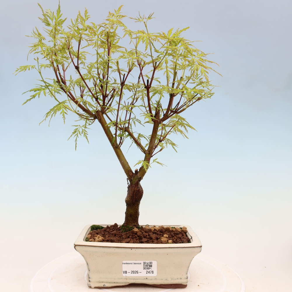 Bonsai voor buiten - Acer palmatum Dissectum