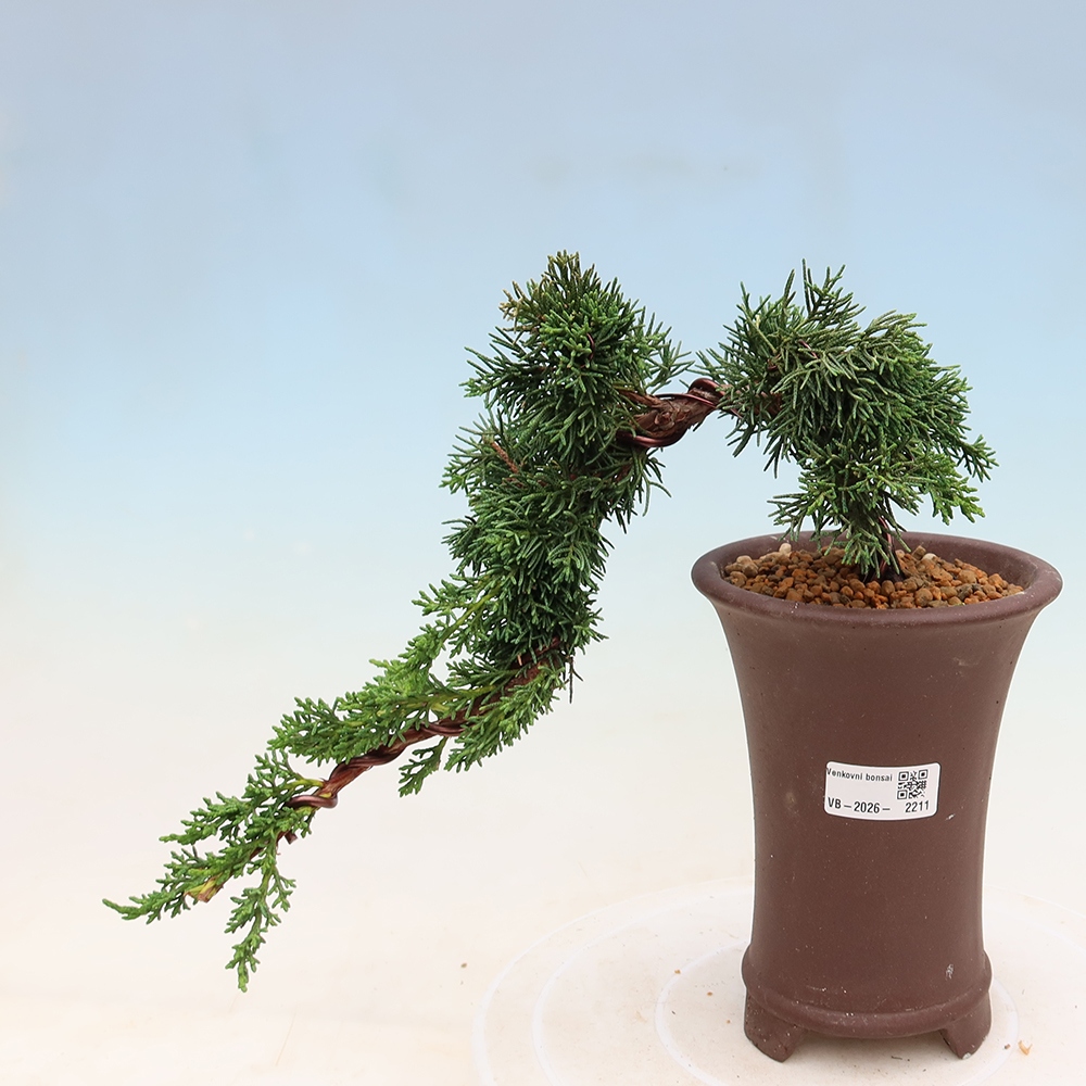 Bonsai voor buiten - Juniperus chinensis Kishu