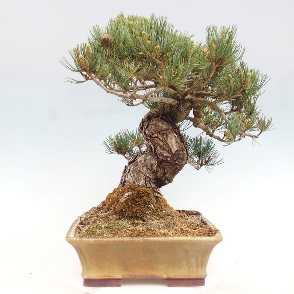 Bonsai voor buiten - Pinus parviflora - Pinus parviflora