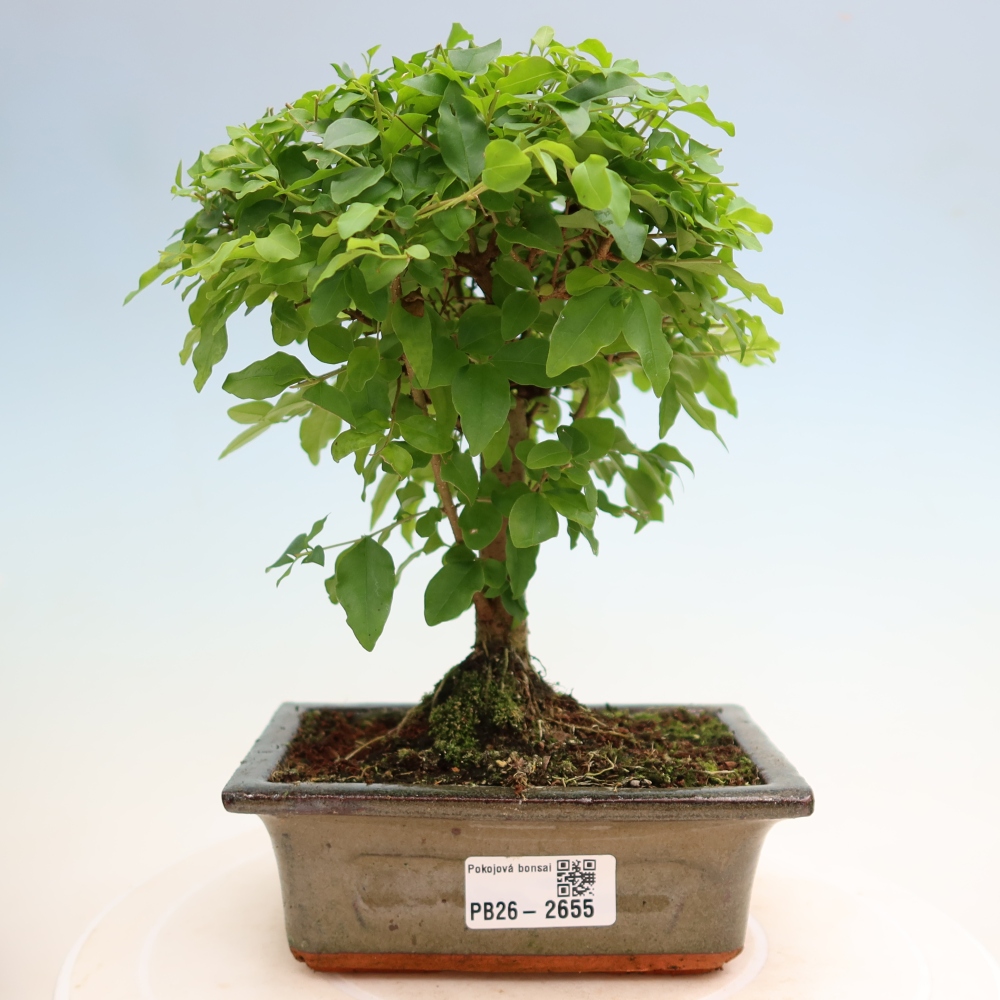 Kamerbonsai -Ligustrum chinensis - Vogelsnavel