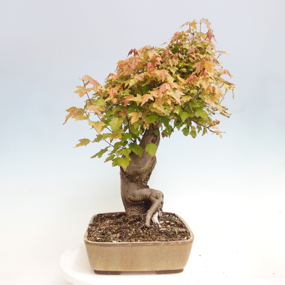 Bonsai voor buiten - Acer Buergerianum - Burgeresdoorn