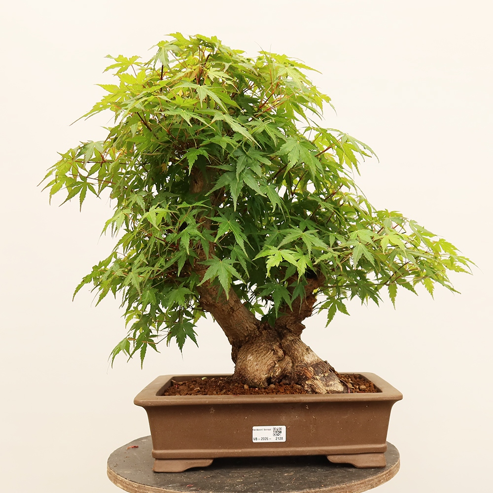 Bonsai voor buiten - Esdoorn palmatum - Palmen