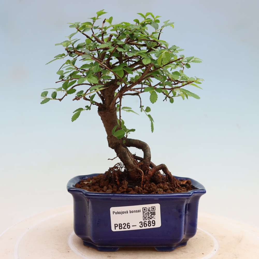Kamerbonsai - Ulmus parvifolia - Winteriep