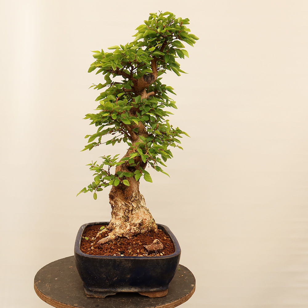 Bonsai voor buiten -Carpinus Coreana - Koreaanse haagbeuk