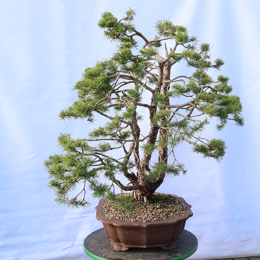 Pinus sylvestris Spanje - grove den