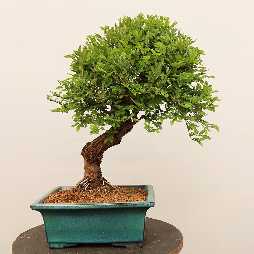 Bonsai voor buiten - Zelkova - Zelkova NIRE