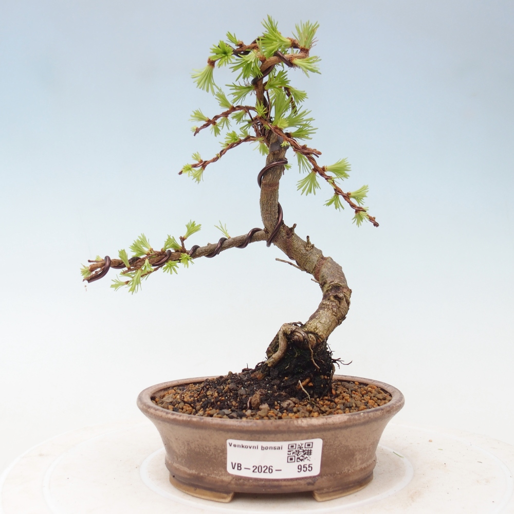 Bonsai voor buiten - Larix Kaempferi - Japanse lariks