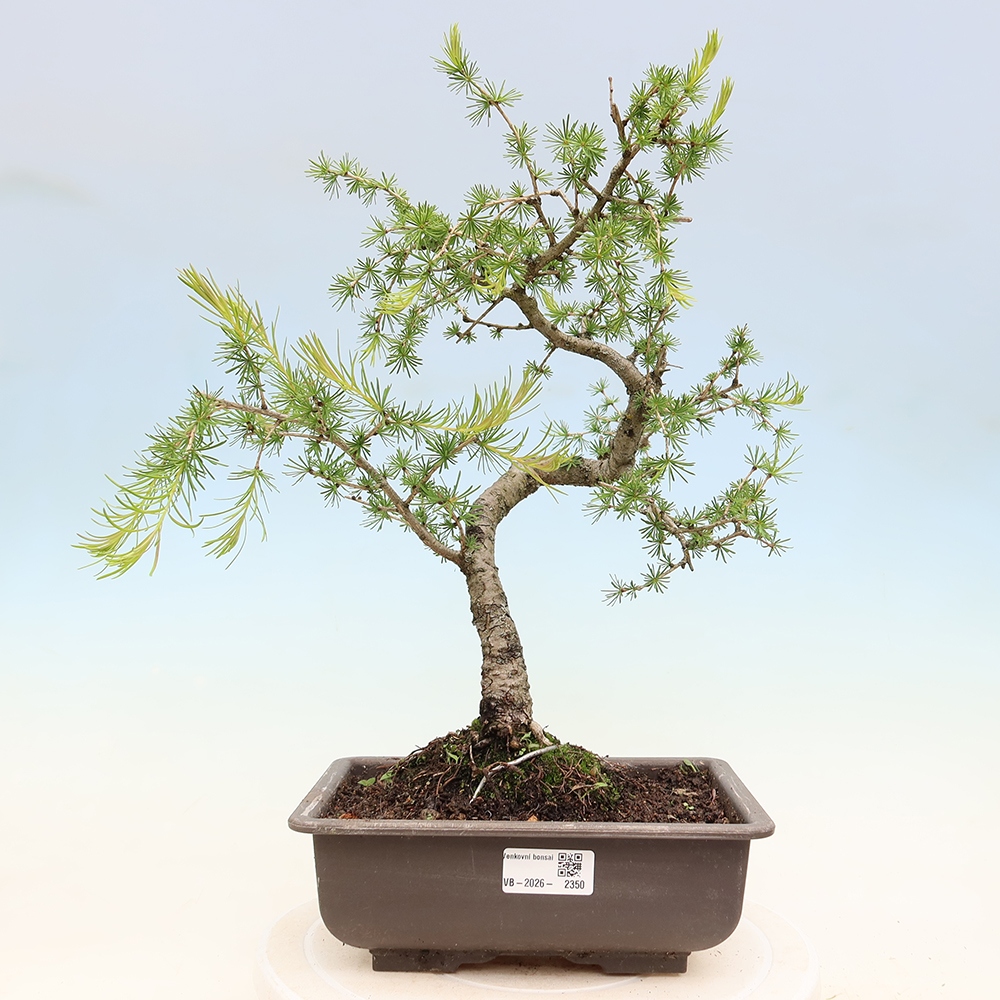 Bonsai voor buiten -Larix decidua - Lariks