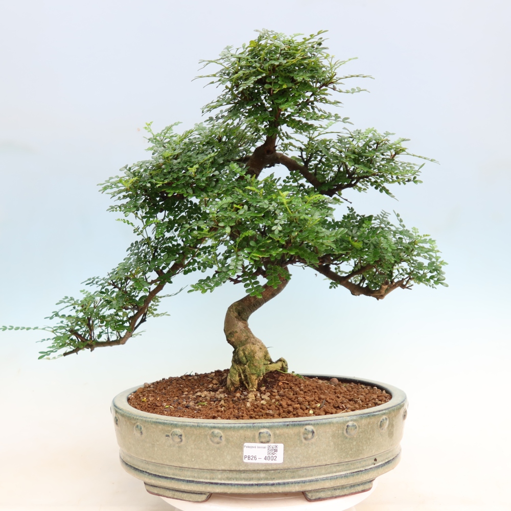 Kamerbonsai - Zantoxylum piperitum - peperboom