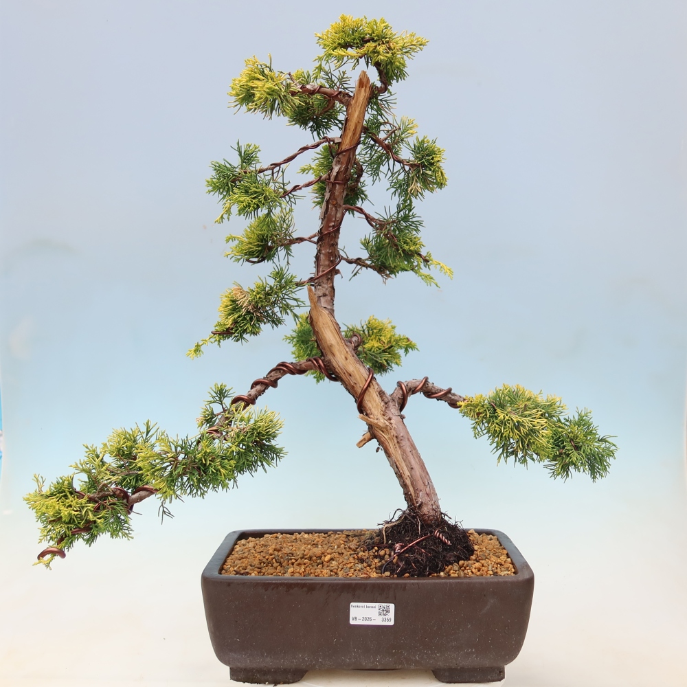 Buitenbonsai - Juniperus chinensis  aurea - Chinese gouden jeneverbes