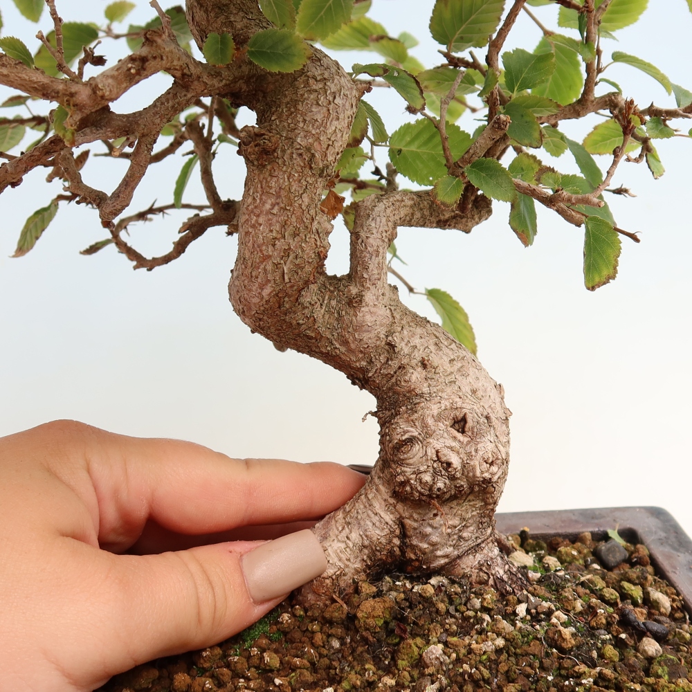 Bonsai voor buiten -Carpinus CARPINOIDES - Koreaanse haagbeuk
