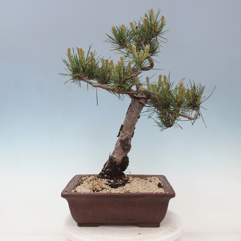 Bonsai voor buiten - Pinus Sylvestris Watererri - grove den