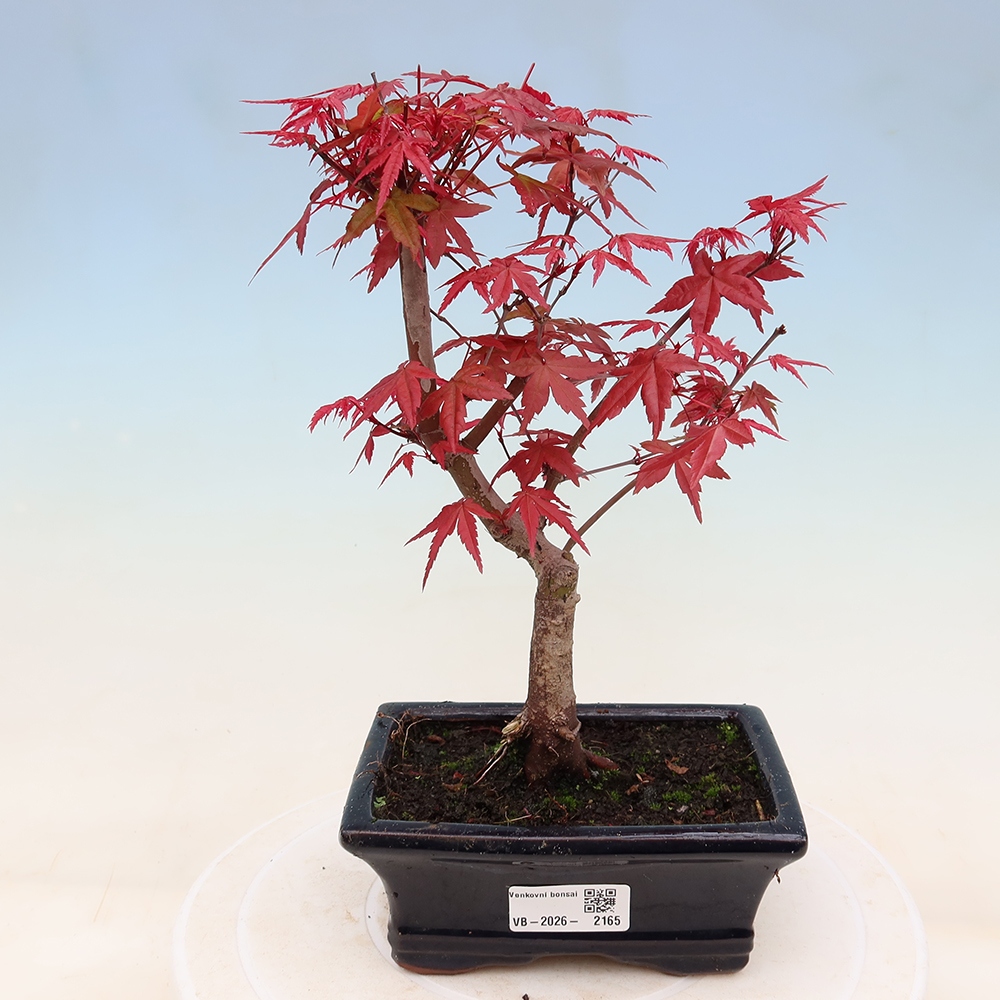 Bonsai voor buiten - Acer palmatum DESHOJO