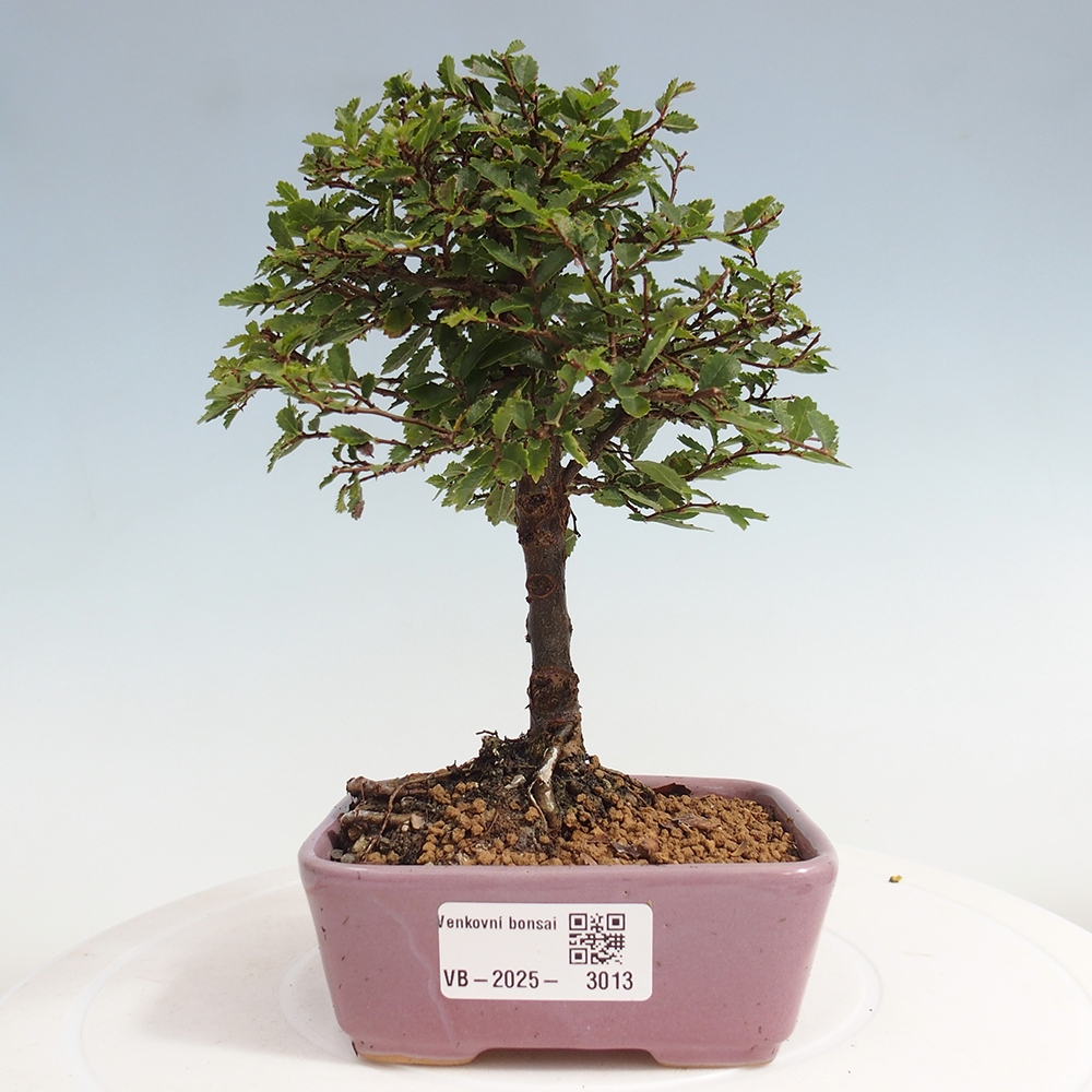 Bonsai voor buiten - Ulmus parvifolia Sagei - Kleinbladige iep