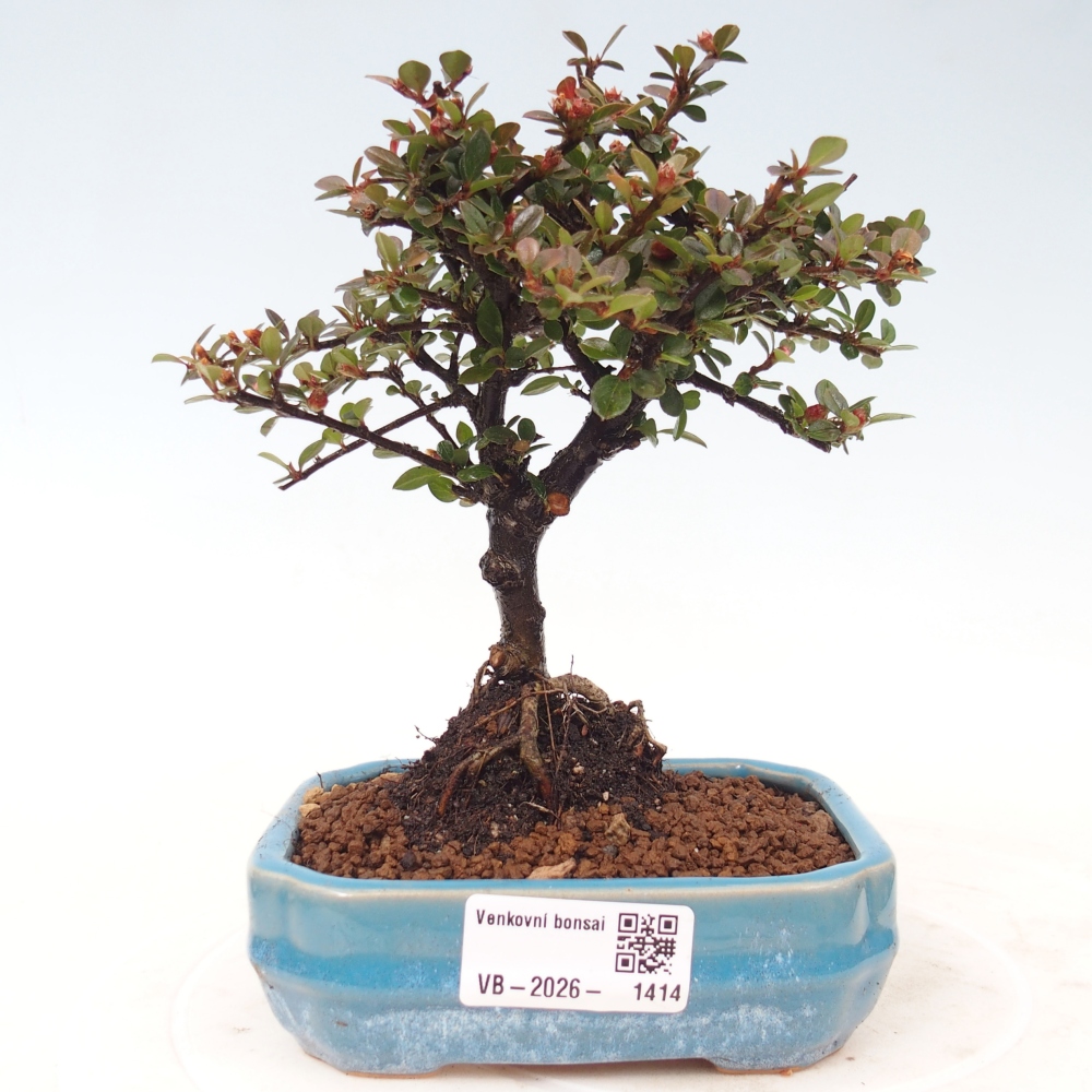 Bonsai voor buiten - Cotoneaster horizontalis - Rocky Mountain