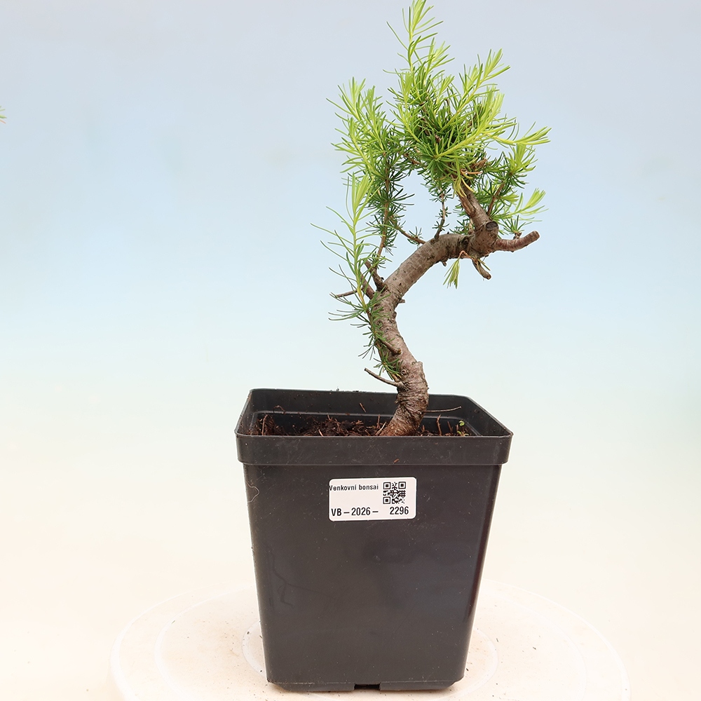 Bonsai voor buiten -Larix decidua - Lariks