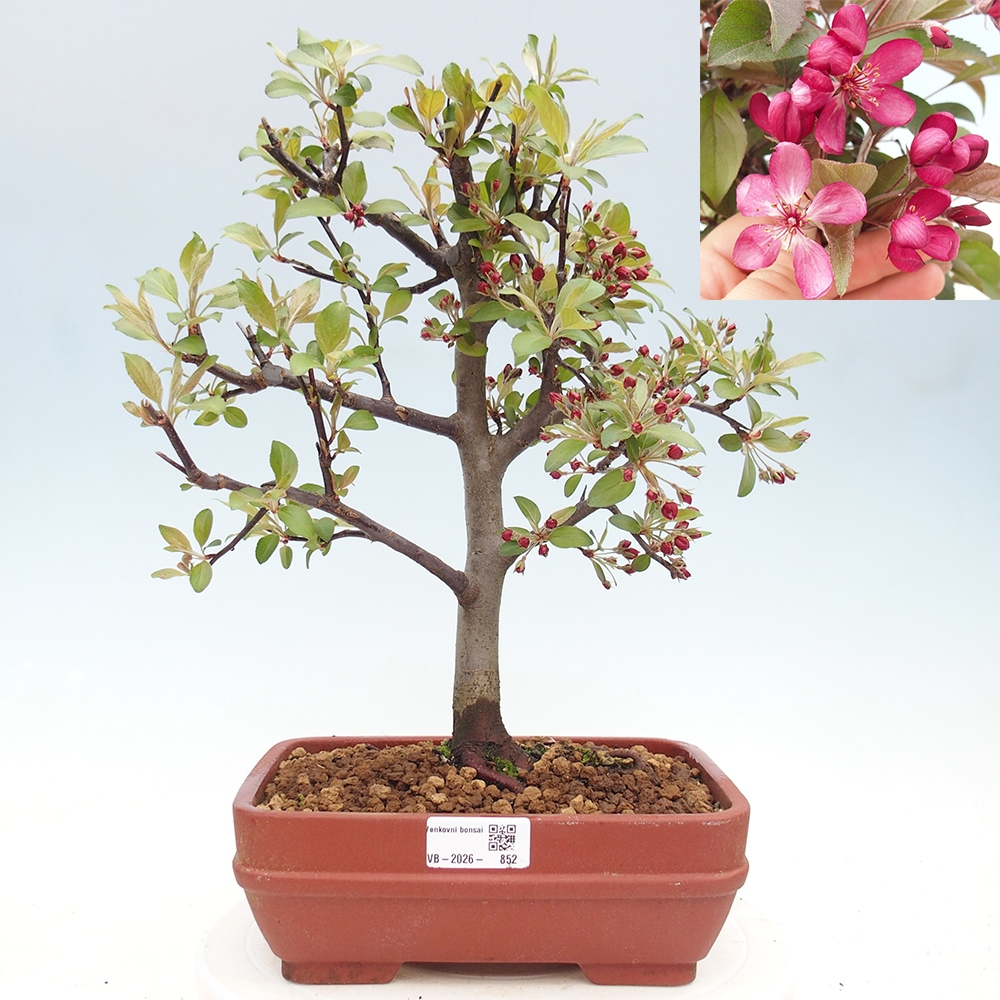 Bonsai voor buiten -Malus domestica - Roodbladige appelboom met kleine vruchten