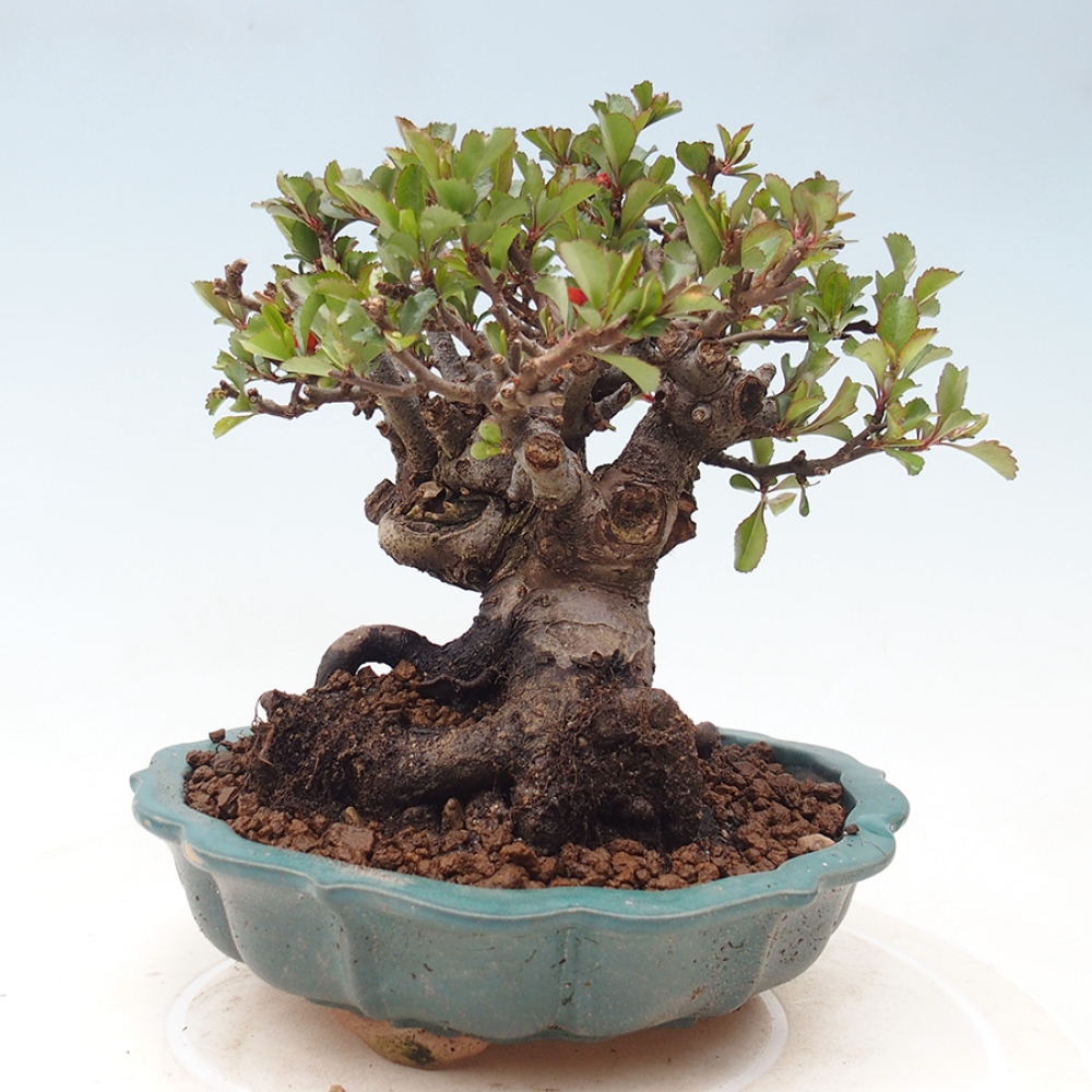Bonsai voor buiten - Chaneomeles speciosa - Kweepeer