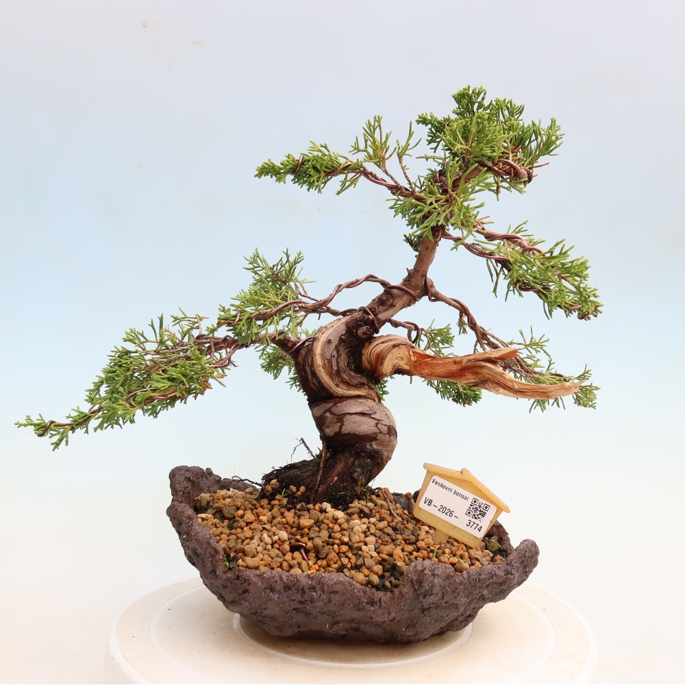 Bonsai voor buiten - Juniperus chinensis Itoigawa-Juniperus chinensis