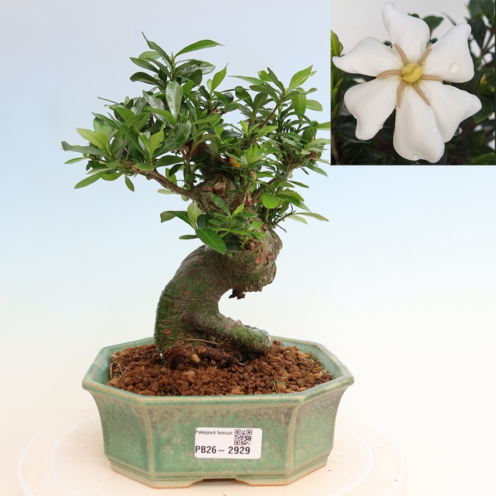 Kamerbonsai - Gardenia jasminoides-Gardenia
